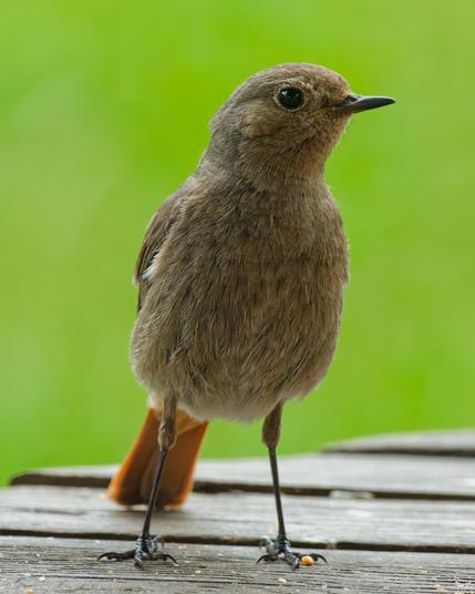 A female black redstart