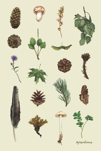Mixed media aft of various Finnish plants, feathers, mushrooms