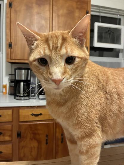 Sgt. Pipper! a ginger Tabby, poses atop the kitchen table 
(patiently waiting for his dollop of cream). Hard to see but look at his lazy eye.
