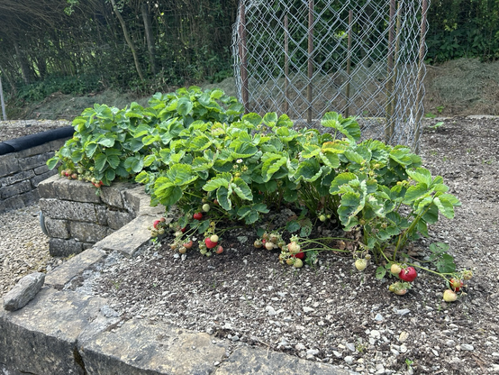 Fraises 1