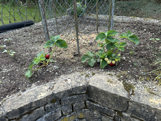 Fraise 2
