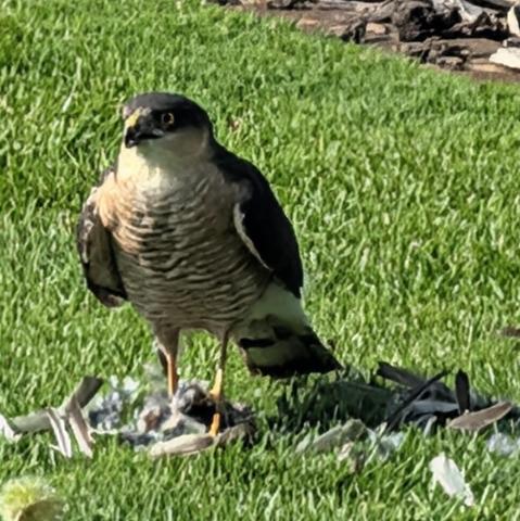 Ein Sperber steht auf einer Wiese im Garten und hält seine frisch erbeutete Beute, einen kleineren Vogel, unter den Krallen. Um ihn herum liegen verstreute Federn auf dem grünen Gras.