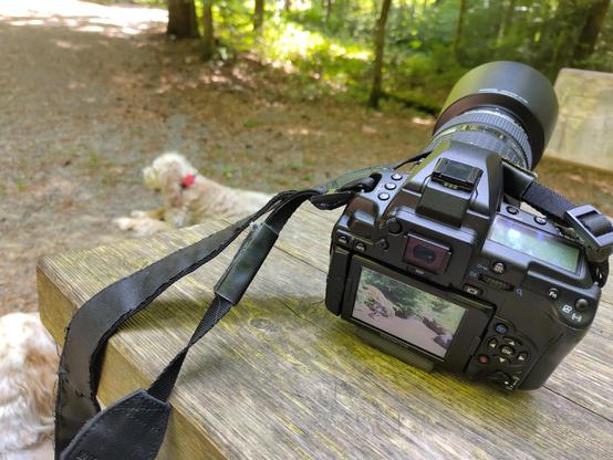 A DSLR on a wooden table in the forest with two dogs in the background (one only half visible).
On the camera screen is a brown bear taking a bath