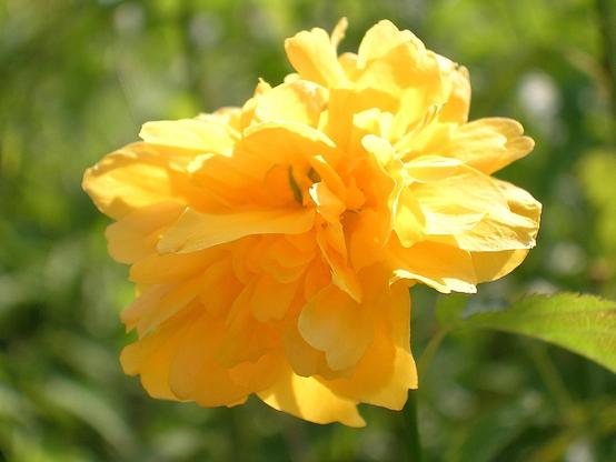 Gelbe Blüte, verschwommener Hintergrund