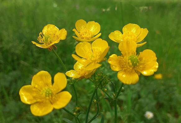 Gelbe Butterblumen, verschwommener Hintergrund, Gras,
