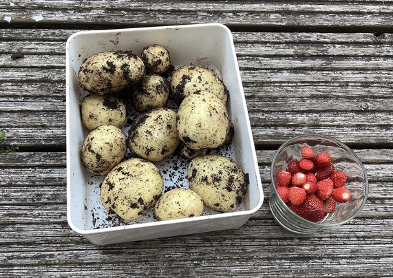 Homegrown white potatoes in a white container and some wild strawberries in a small glass 