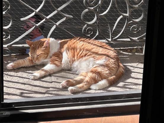Image shows an orange tabby cat. He is asleep in the sunshine on his balcony and is definitely the King - the only King we have.