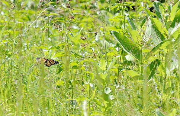 Monarch butterfly in Toronto, Ontario, Canada.