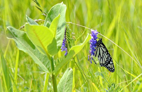 Monarch butterfly in Toronto, Ontario, Canada.