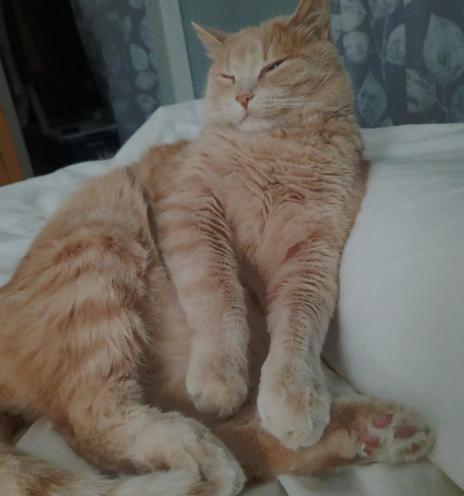 A beige tabby cat looks very calm and reclines with nearly-closed eyes and big paws in the foreground.

Pic swapped after posting as first one came up rather grey looking.