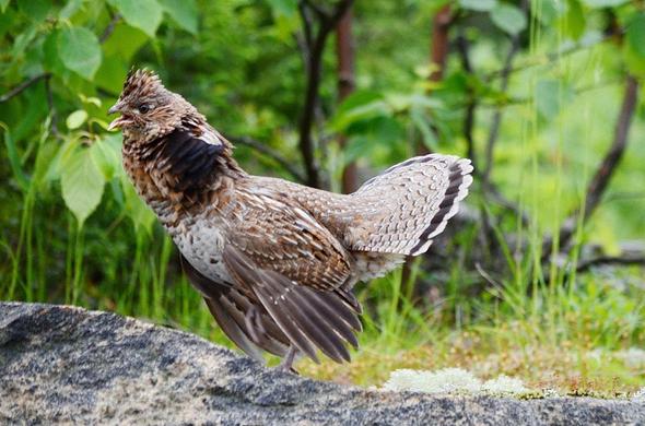 Mother ruffed grouse