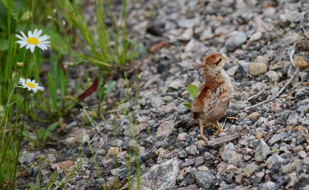 Baby ruffed grouse