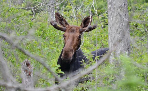 A moose in Algonquin Park in Ontario, Canada.