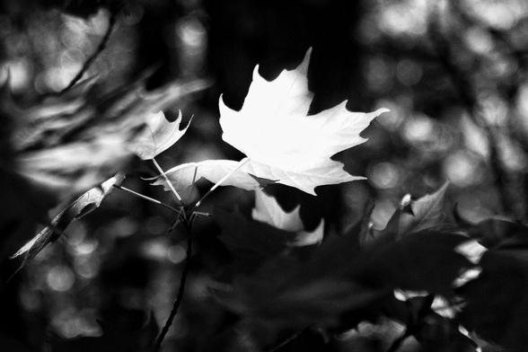 A large maple leaf is shown glowing white in this high contrast black and white image. Other leaves can be seen out of focus and in the darker shadows.
