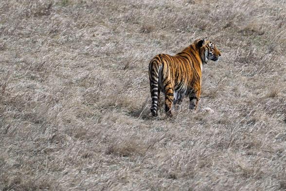 A tiger stands alert in a dry, grassy field, facing right with its body in profile. Its rich orange and black stripes contrast against the muted tones of the prairie. Photographed at The Wild Animal Sanctuary in Keenesburg, Colorado.