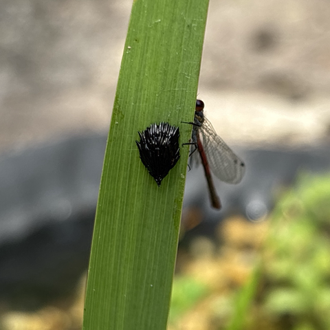 Black alien eggs? On an iris leaf