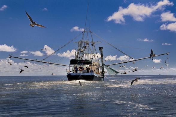 SC Shrimpers Sue Dozens of Lowcountry Restaurants Over False ‘Local Shrimp’ Claims #Shrimp #CharlestonSC