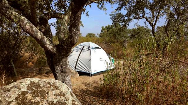 A light grey camping tent is set up at Bubulcus & Bolotas, in the middle of nature and surrounded with scattered trees and shrubs. The tent is partially shaded by a large tree with thick, lichen-covered bark. Rocks and dry grass surround the campsite, and the sky is clear and blue, suggesting a warm, sunny day.
