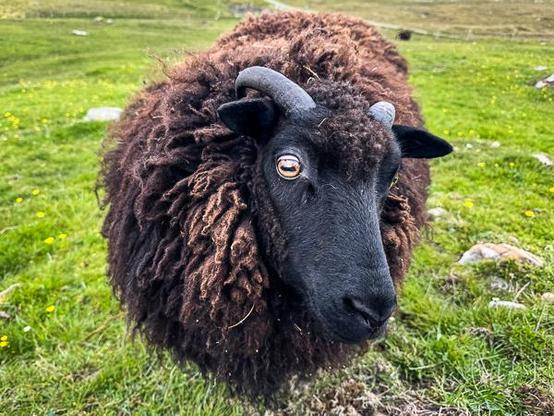 Shetland sheep