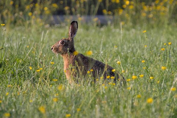European hare (Lepus europaeus) sitting in a grass field surrounded by some yellow flowers