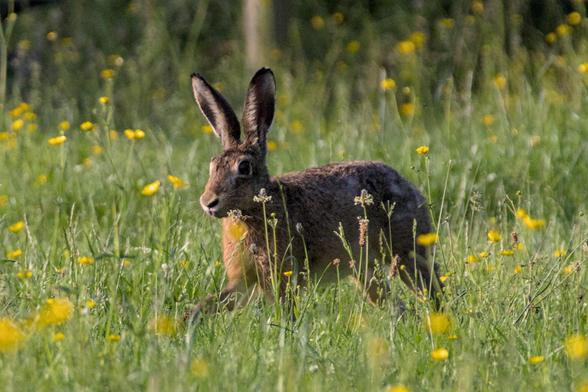 European hare (Lepus europaeus) hopping in a grass field surrounded by some yellow flowers