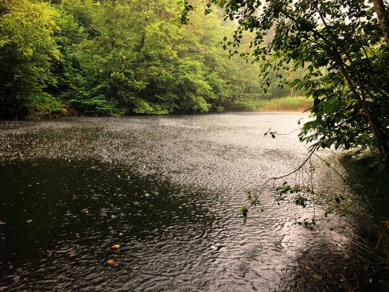 The water of a lake in the woods and rain
