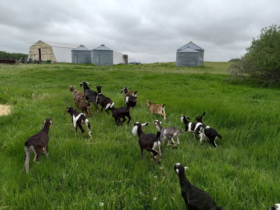 A small herd of black and brown goats joyously running out into a bright green pasture, with some farm buildings and grain bins in the background, under a cloudy sky