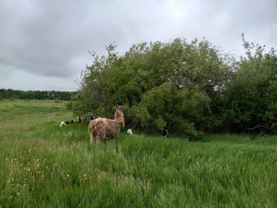 A bunch of goats and one large fuzzy brown llama happily munching from a willow tree in a grassy field.  The grass is so tall that only the tops of some of the goats' heads are visible.  The sky above is cloudy.  