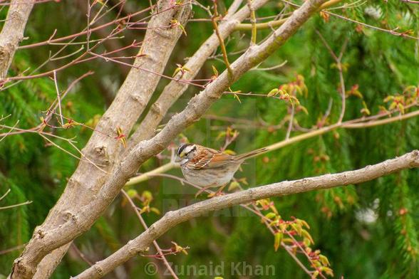 A white-throated sparrow perched on a tree branch in Toronto's ravines.