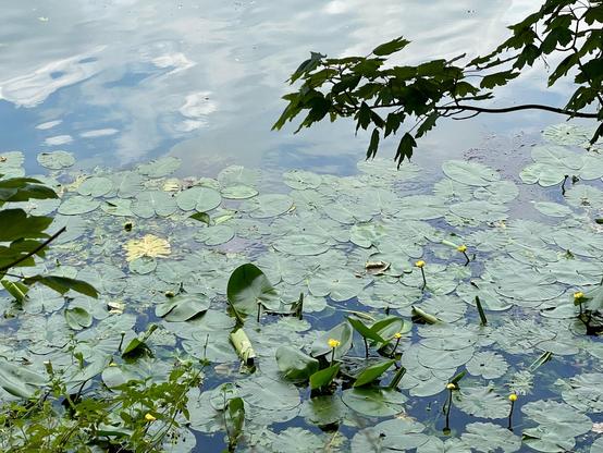 A tranquil water surface covered with green lily pads and a few yellow flowers, reflecting the sky above. Surrounding foliage partially frames the scene, enhancing the natural ambiance.