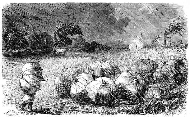 A person is walking through a meadow in the rain, sheltered under a large umbrella and about to join a cluster of umbrellas formed by a group of people having a picnic.