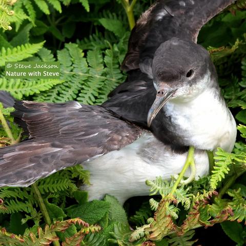 Photo of a Manx Shearwater, a Gull-like seabird, at rest amongst some Bracken. The upper parts of the bird, including most of the head and the back of the neck, are dark grey with hints of brown in the wing feather. The underparts, including the throat, the lower parts of the cheeks, and the front of the neck, are whitish. The bird's body is facing towards the right of the image, and the wings are outstretched (so we can't see their full length); the head is turned to the bird's right and looking slightly towards the left. The bill is of medium length, straight, and with a hooked tip. The legs and feet are hidden in Bracken.