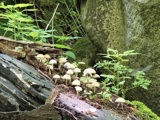 Mushrooms growing on an old tree trunk