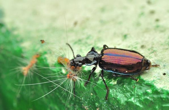 Escarabajo en una planta con semillas de algodoncillo.