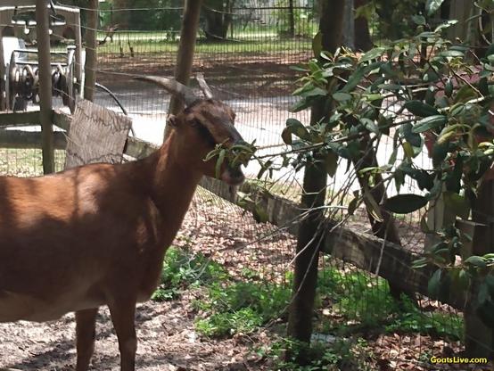 A brown goat with horns enjoys eating the tasty oak branch that her human cut for her to enjoy.