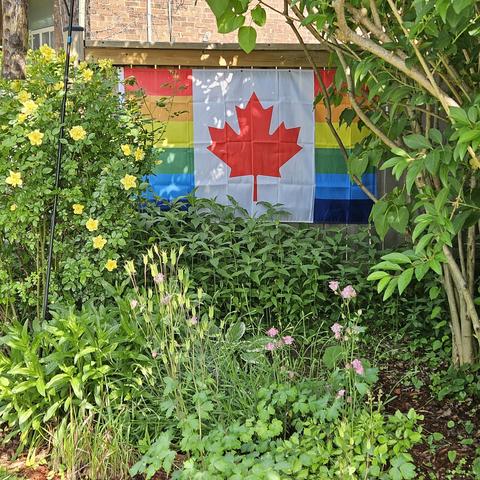 Rainbow Canadian flag in background of a garden with yellow roses.