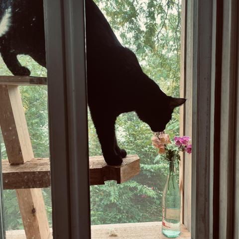 on a catio, through a window, we see a black cat leaning down to sniff some flowers in a bottle