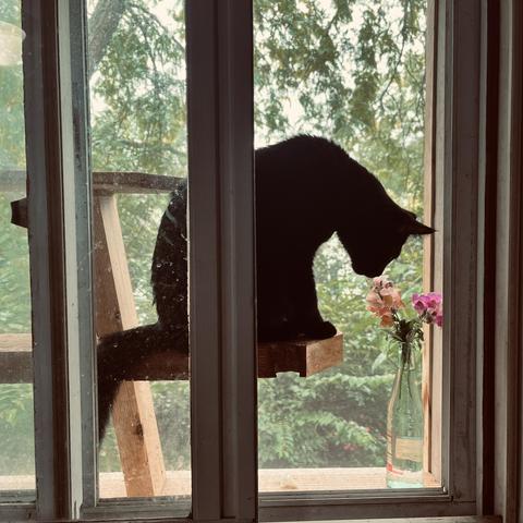 a black cat in a catio outside a window sits and bends down to check out some flowers in a bottle