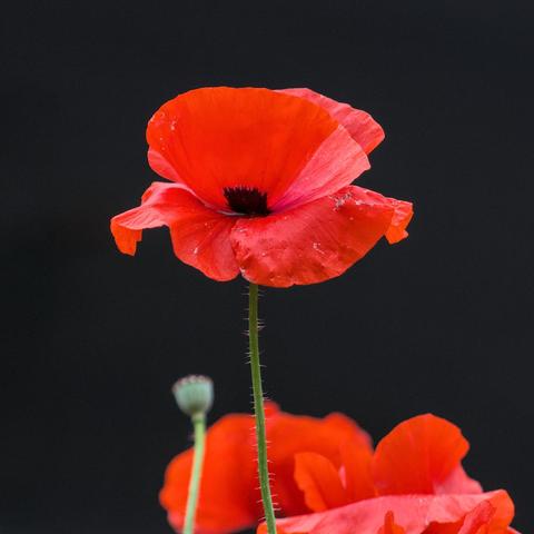 A bright red poppy against a dark background