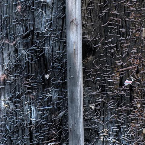 Thousands of staples in an old telephone pole