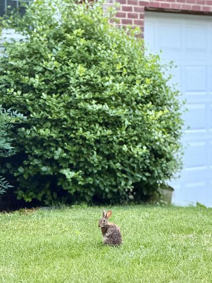 A rabbit on the lawn of home. There’s a big bush and a garage door behind it