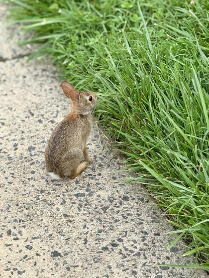 A baby rabbit contemplating jumping from the sidewalk onto the grass 