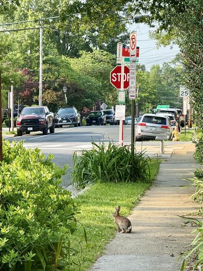 A rabbit on the edge of the sidewalk seemingly deciding about crossing the street