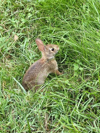 The same baby rabbit in the grass