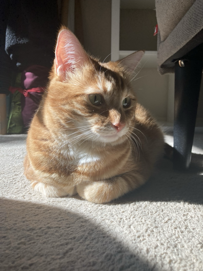 Ginger tabby loafing in a sunbeam 