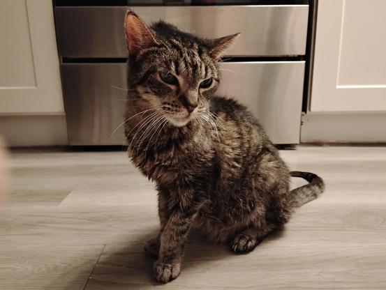 Tali [cat] posing for a photo, sitting on the floor, with her head cocked to the left.