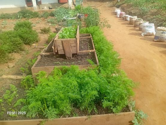 Two months old carrots and sukuma wick.