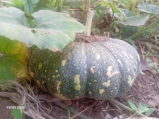 An old pumpkin just ready for harvest. It's 5 months old
