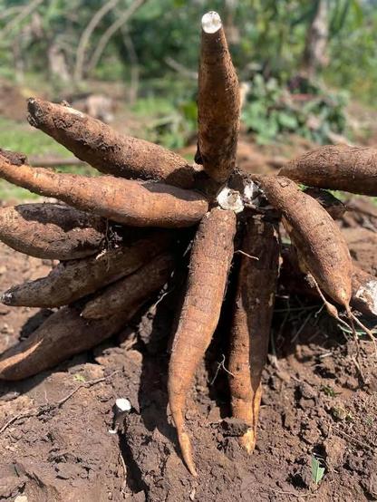 A harvest of cassava from the cassava garden 