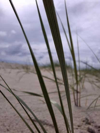 Im Vordergrund höhere Grashalme, die aus einer sandigen Oberfläche empor wachsen. Im Hintergrund, verschwommen, mehr Halme und dünenartig aufgehäufter Sand. Himmel.